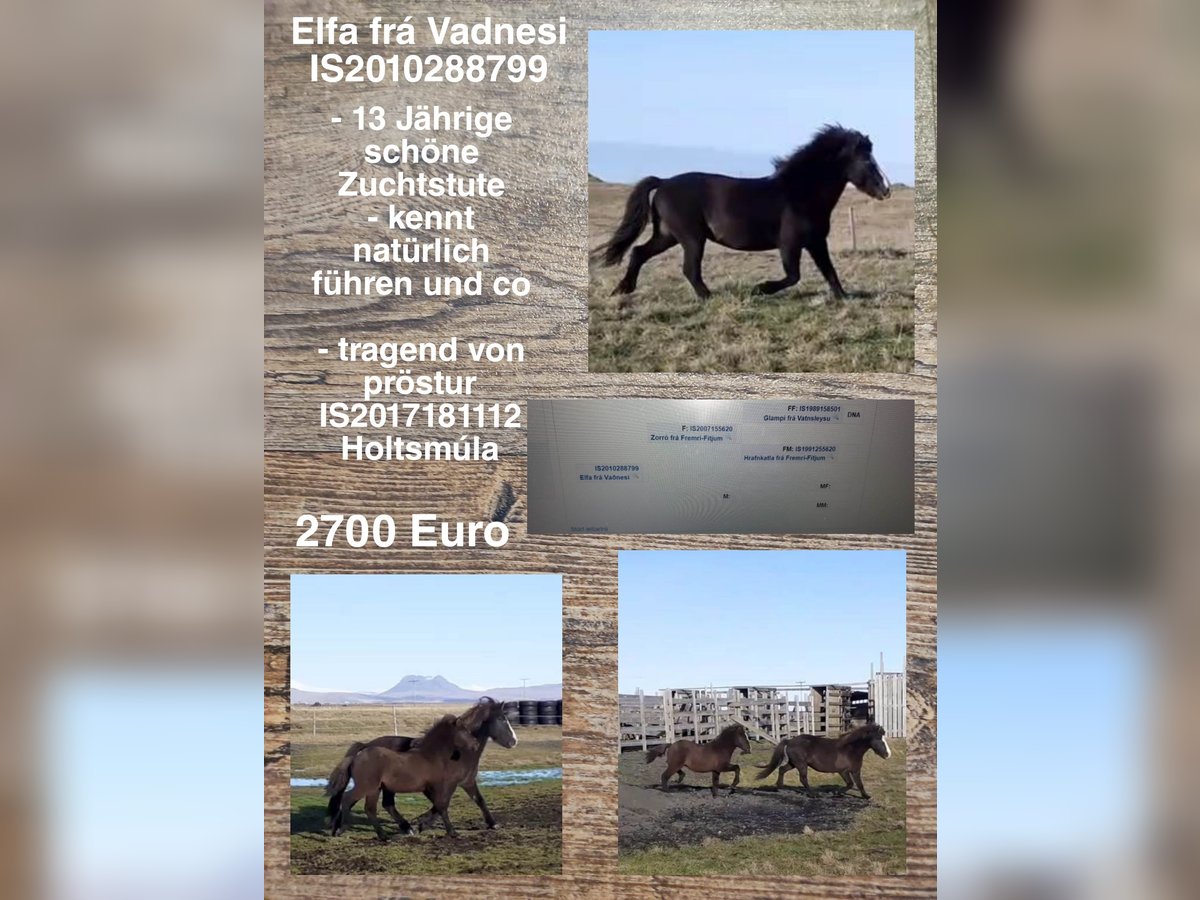 Icelandic Horse Mare 14 years in Reykjavik