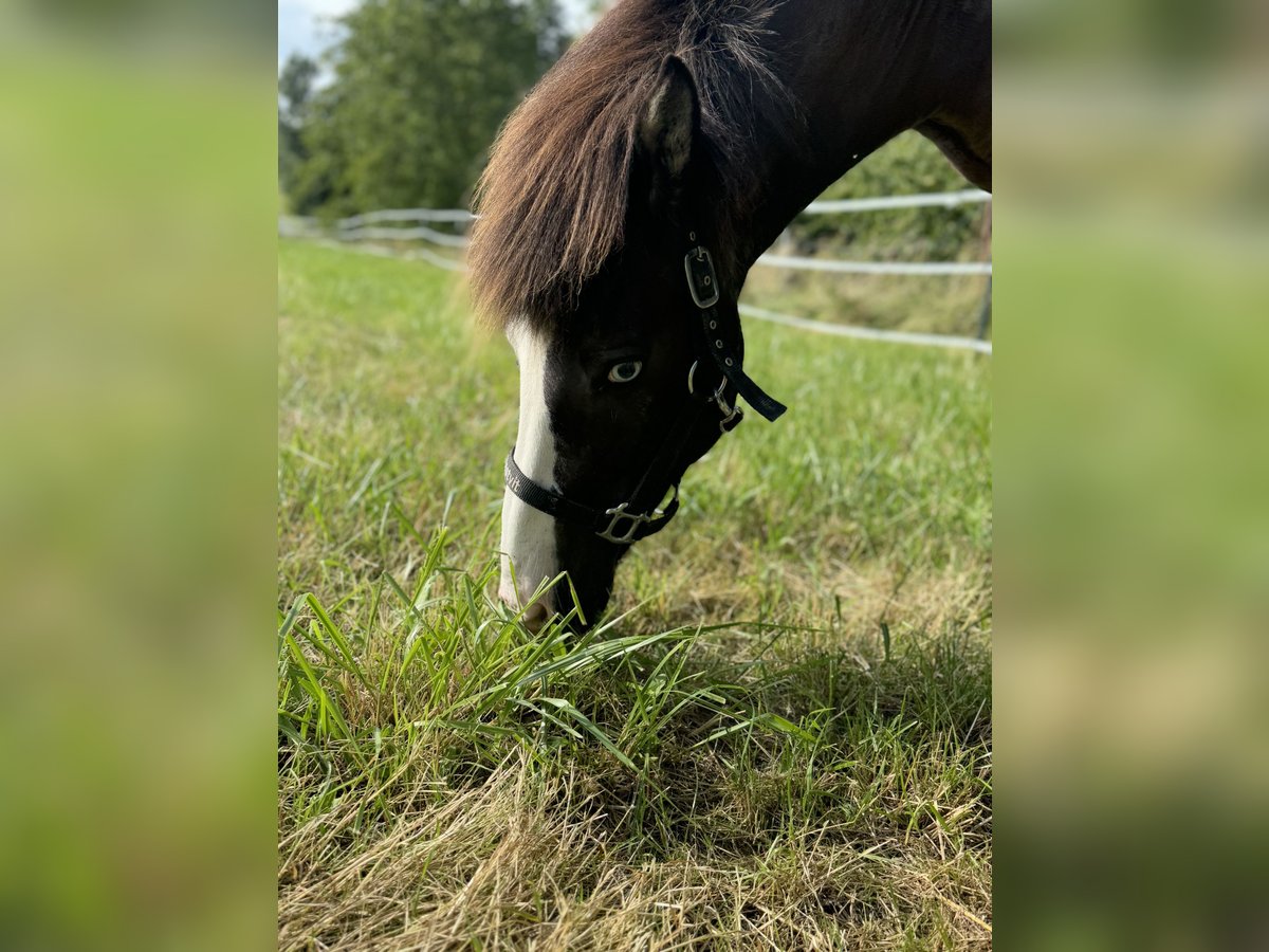 Icelandic Horse Mare 14 years Brown-Light in Wurmsham