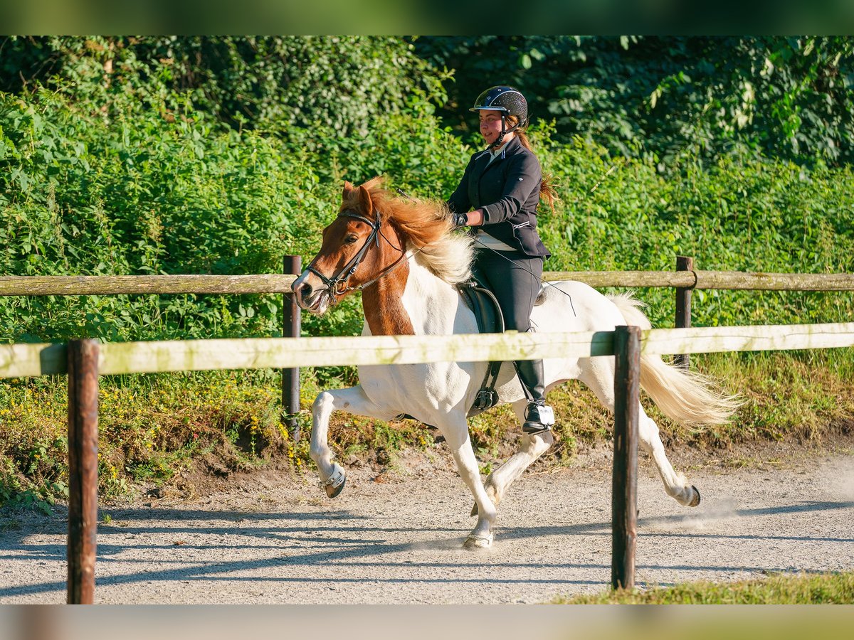 Icelandic Horse Mare 15 years 13,3 hh Pinto in Hamburg