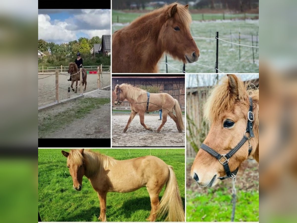 Icelandic Horse Mare 15 years 14,1 hh Dun in Neustadt am R&#xFC;benberge