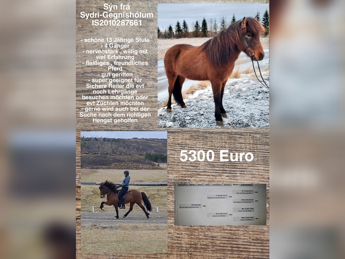 Icelandic Horse Mare 15 years Brown in Reykjavik