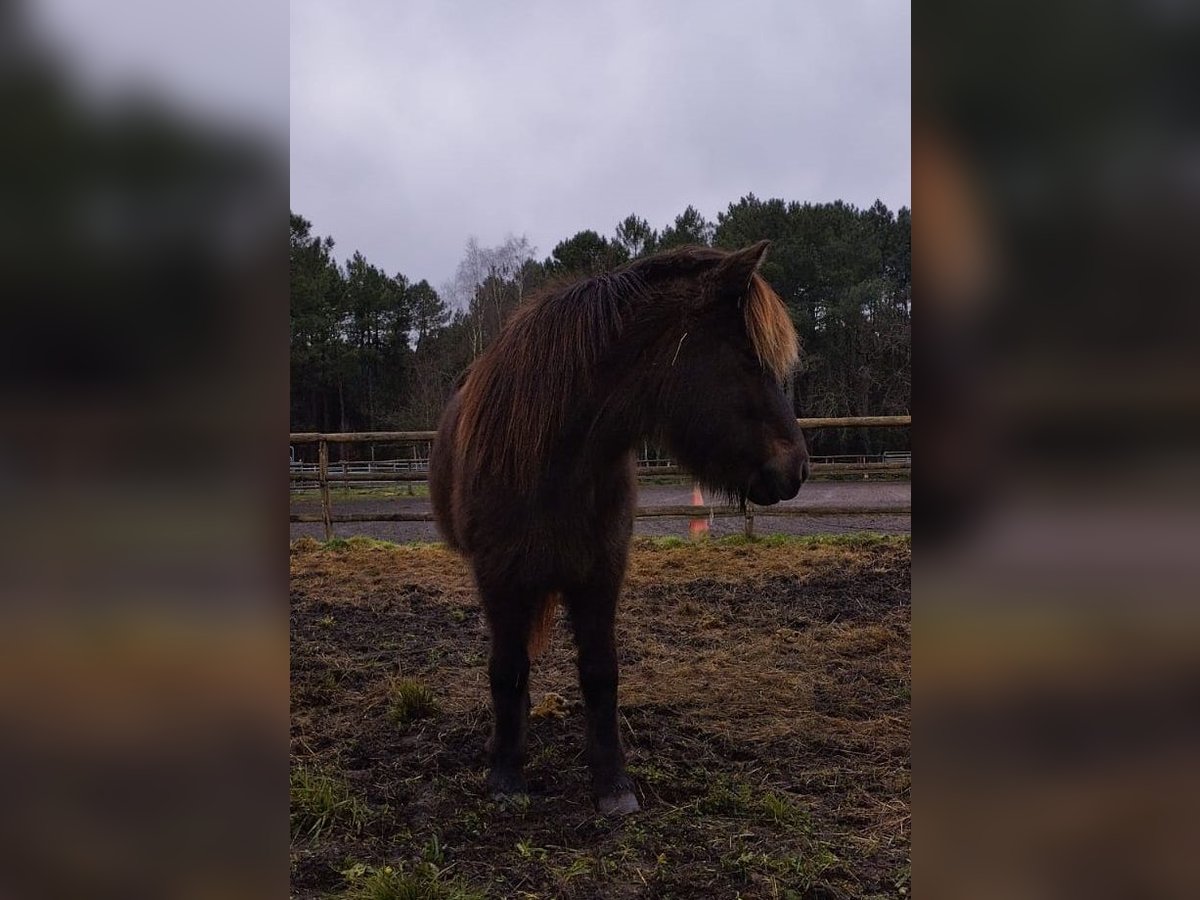 Icelandic Horse Mare 16 years 13,2 hh Brown in Tours