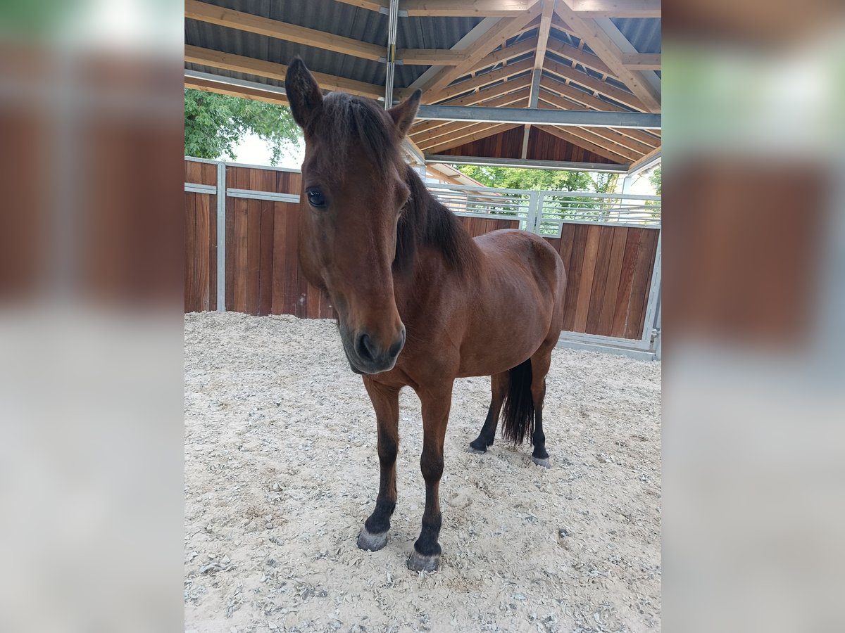 Icelandic Horse Mare 16 years 13 hh Brown in Sch&#xF6;nenberg-K&#xFC;belberg