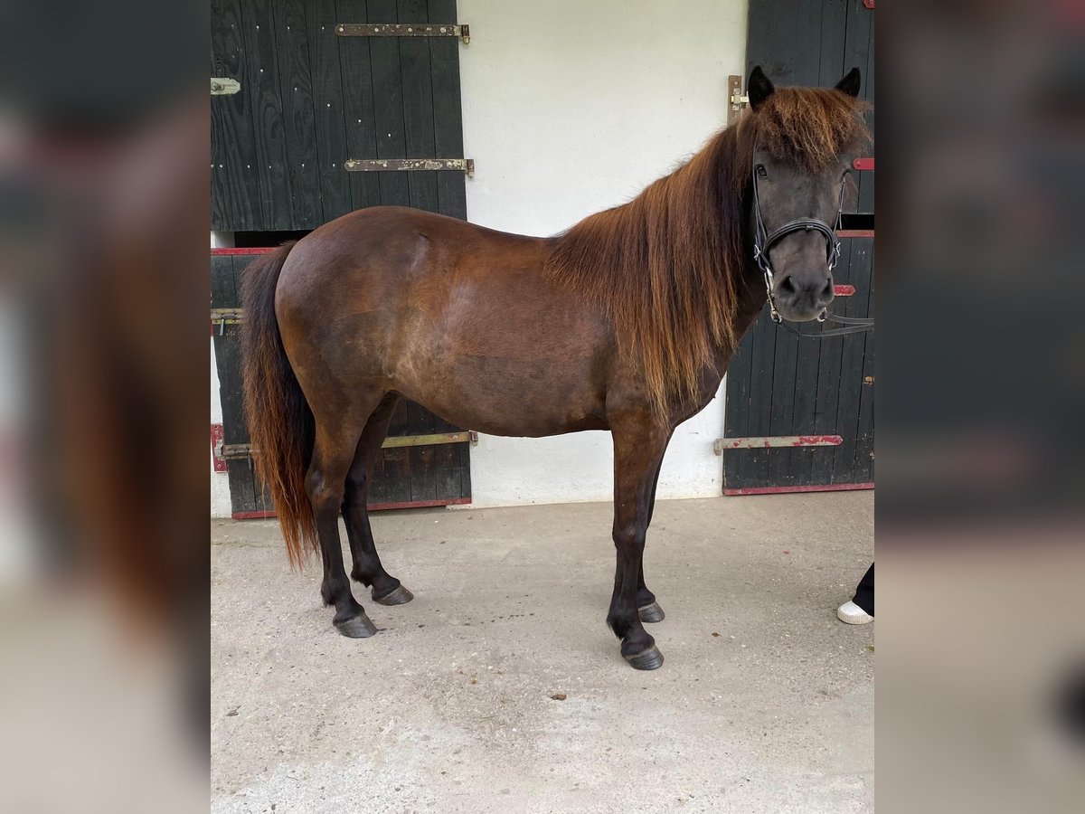 Icelandic Horse Mare 16 years 13,1 hh in Melsbach