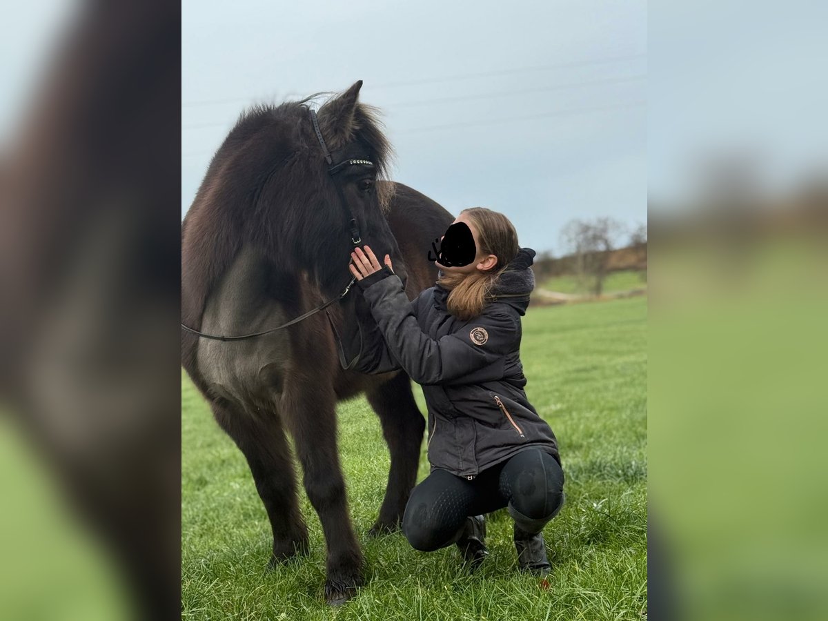 Icelandic Horse Mare 17 years 13,1 hh Black in Holzg&#xFC;nz