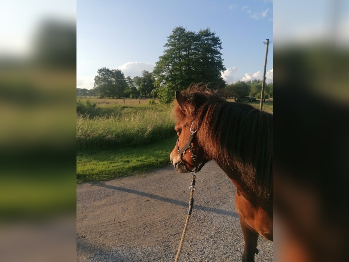 Icelandic Horse Mare 17 years 13,1 hh Chestnut-Red in Sch&#xF6;ppingen