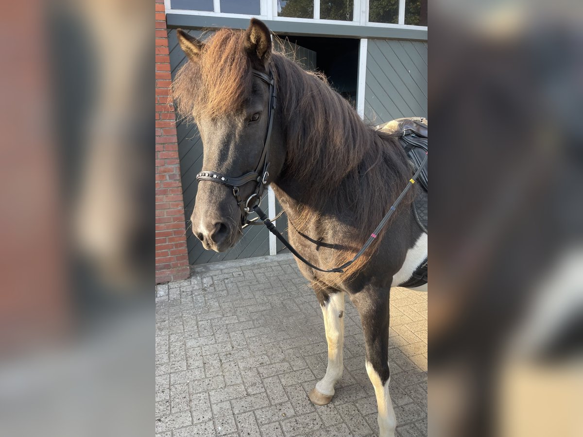 Icelandic Horse Mare 17 years 14,1 hh Pinto in Anderlingen