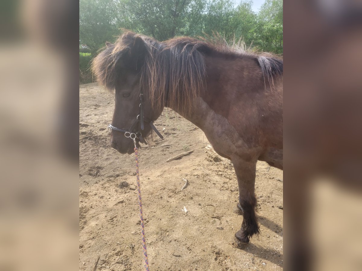 Icelandic Horse Mare 18 years 13,2 hh Bay-Dark in Colmar-Berg