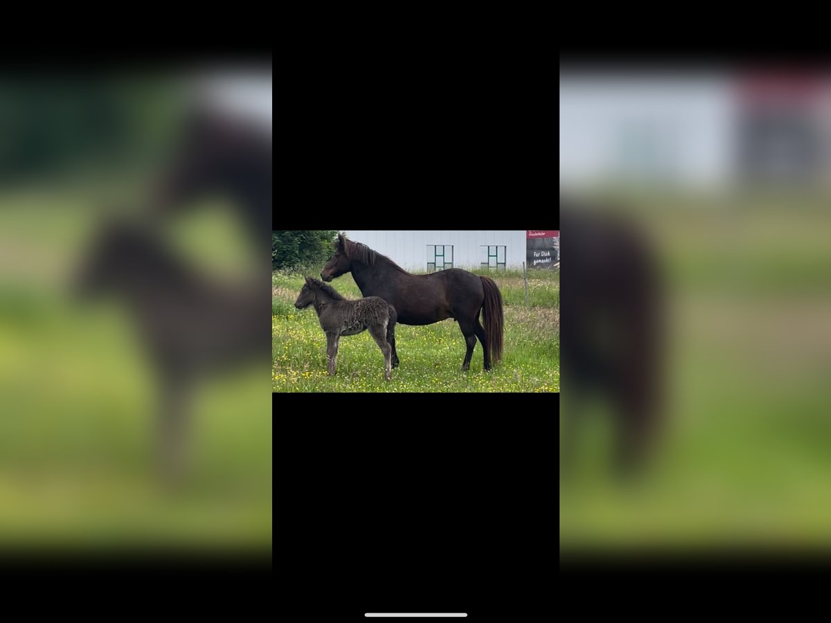 Icelandic Horse Mare 18 years 13,2 hh Brown in Hennef