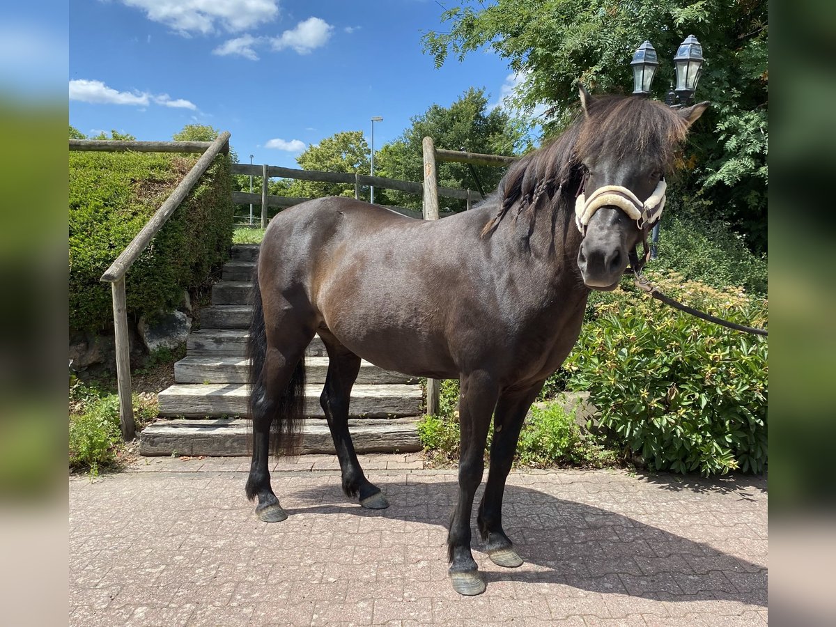 Icelandic Horse Mare 18 years 13,2 hh Bay-Dark in StipshausenBruchweiler
