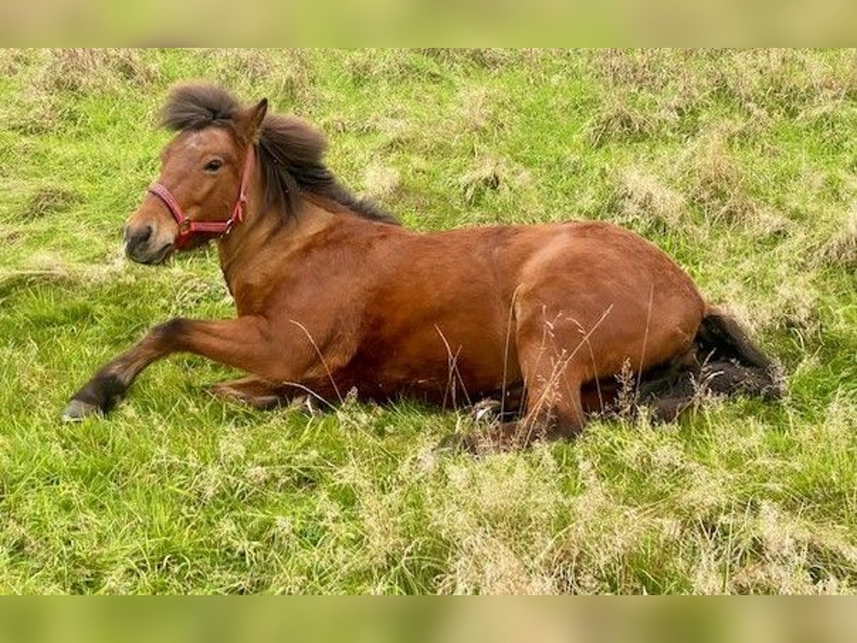 Icelandic Horse Mare 18 years 14 hh Bay-Dark in Duisburg