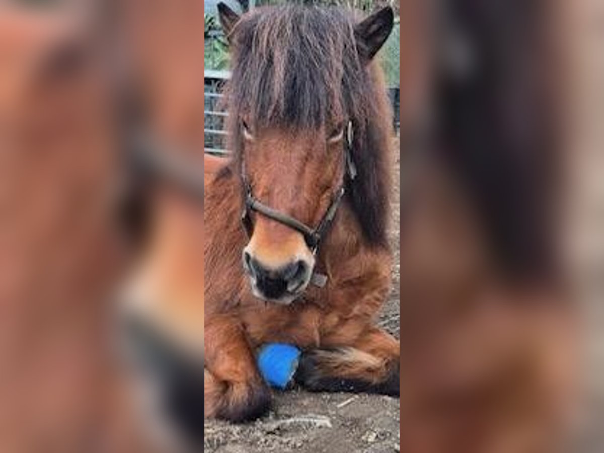 Icelandic Horse Mare 18 years 14 hh Bay-Dark in Duisburg