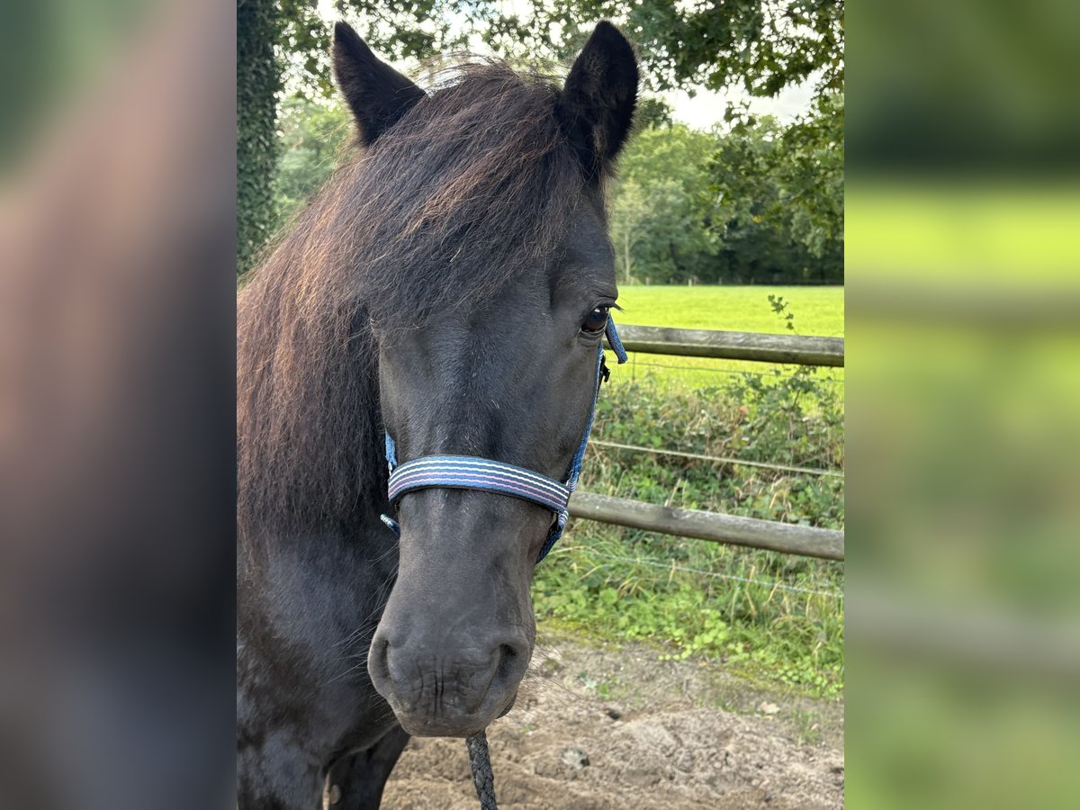 Icelandic Horse Mare 19 years 14 hh Black in Wingst Icelandic Horse Mare 19 years 14 hh Black in Wingst