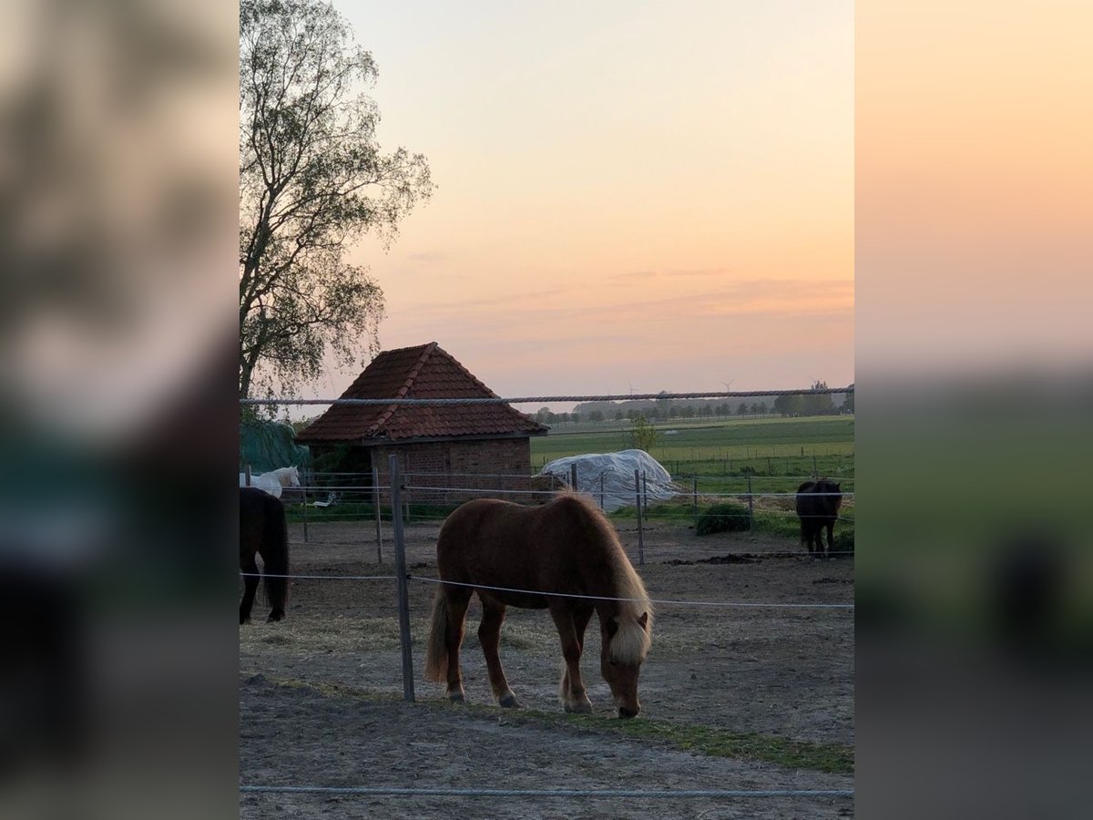 Icelandic Horse Mare 19 years 14 hh Chestnut-Red in Gehrden