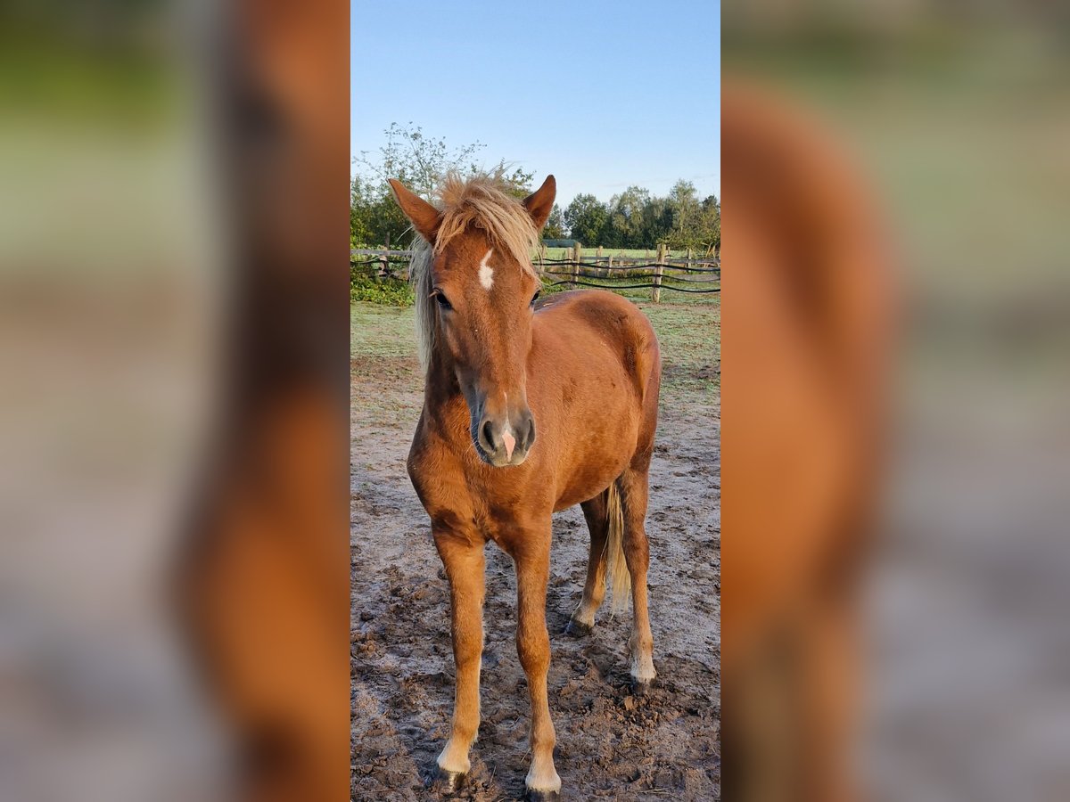 Icelandic Horse Mare 1 year 13,2 hh Chestnut in Wienhausen