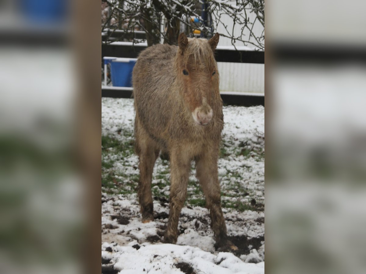 Icelandic Horse Mare 1 year 13,2 hh Palomino in Südlohn