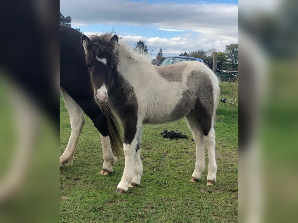 Icelandic Horse Mare 1 year 13,2 hh Pinto in Südlohn