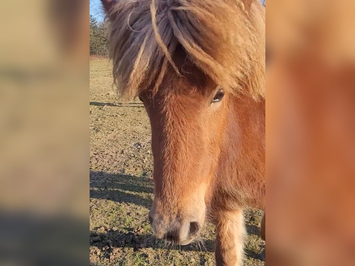 Icelandic Horse Mare 1 year 13,3 hh Chestnut-Red in Sankt Peter-Ording