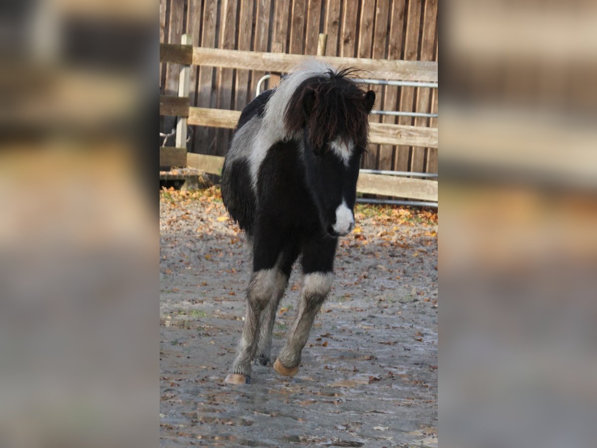 Icelandic Horse Mare 1 year 14,1 hh Pinto in S&#xFC;dlohn