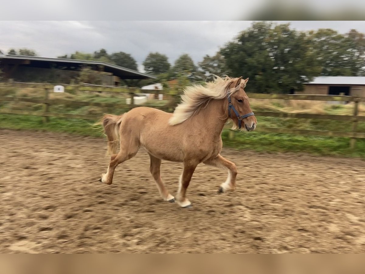 Icelandic Horse Mare 1 year 14 hh Dun in Ehndorf