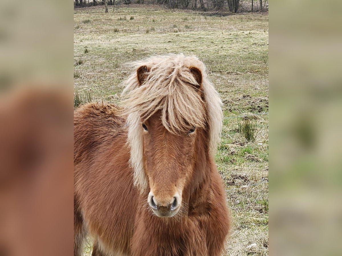 Icelandic Horse Mare 1 year Chestnut-Red in Mossautal