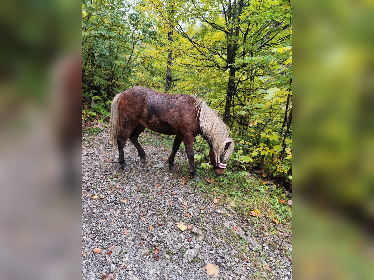 Icelandic Horse Mix Mare 1 year Chestnut-Red in Th&#xFC;ringerberg