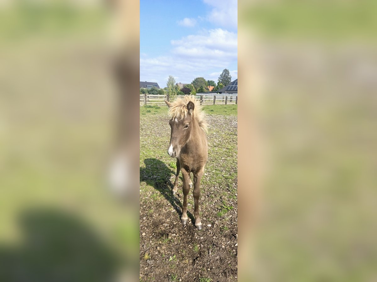 Icelandic Horse Mare 1 year in Hermannsburg