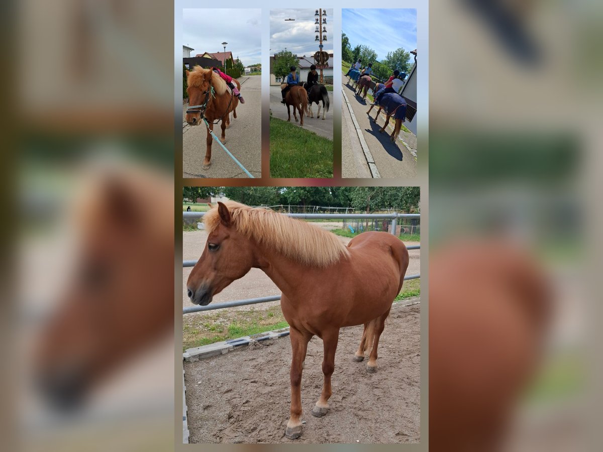 Icelandic Horse Mare 20 years 12,3 hh Chestnut-Red in Wallerstein Icelandic Horse Mare 20 years 12,3 hh Chestnut-Red in Wallerstein
