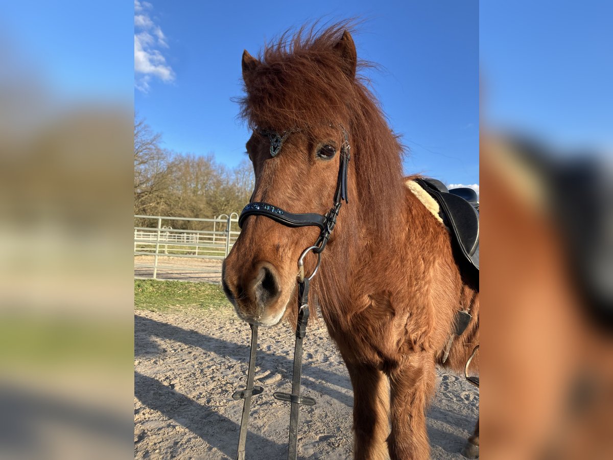 Icelandic Horse Mare 20 years 13 hh Chestnut-Red in Teltow