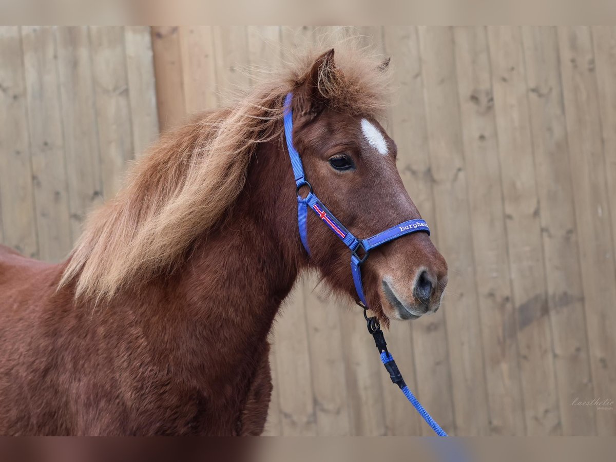 Icelandic Horse Mare 22 years Chestnut-Red in Straßwalchen