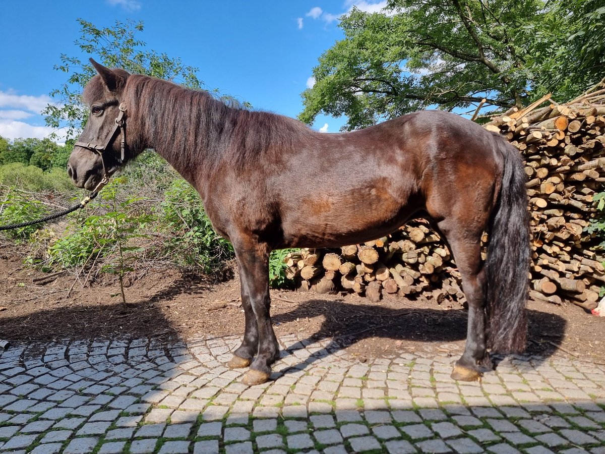 Icelandic Horse Mare 24 years Black in Deining