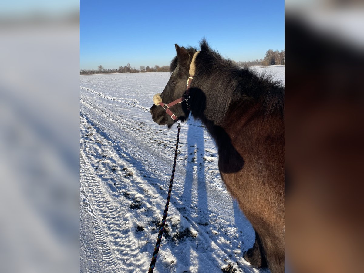 Icelandic Horse Mare 26 years 14 hh Black in Buchloe