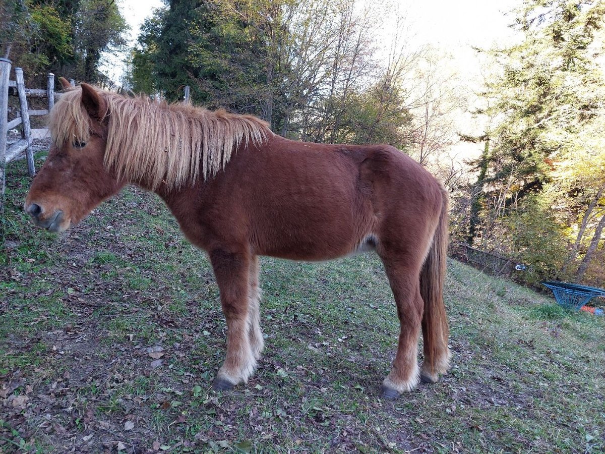 Icelandic Horse Mare 26 years Brown in Preore