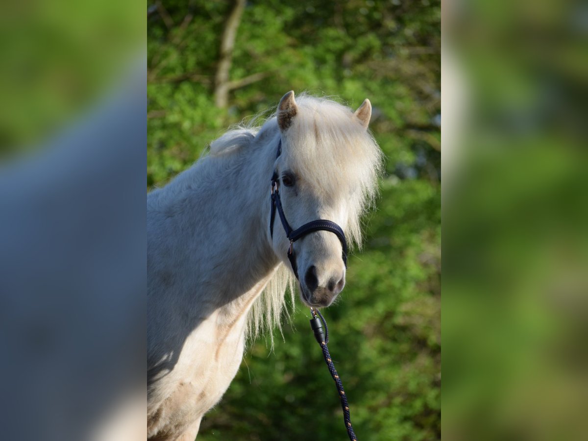 Icelandic Horse Mare 2 years 13,2 hh in Blunk