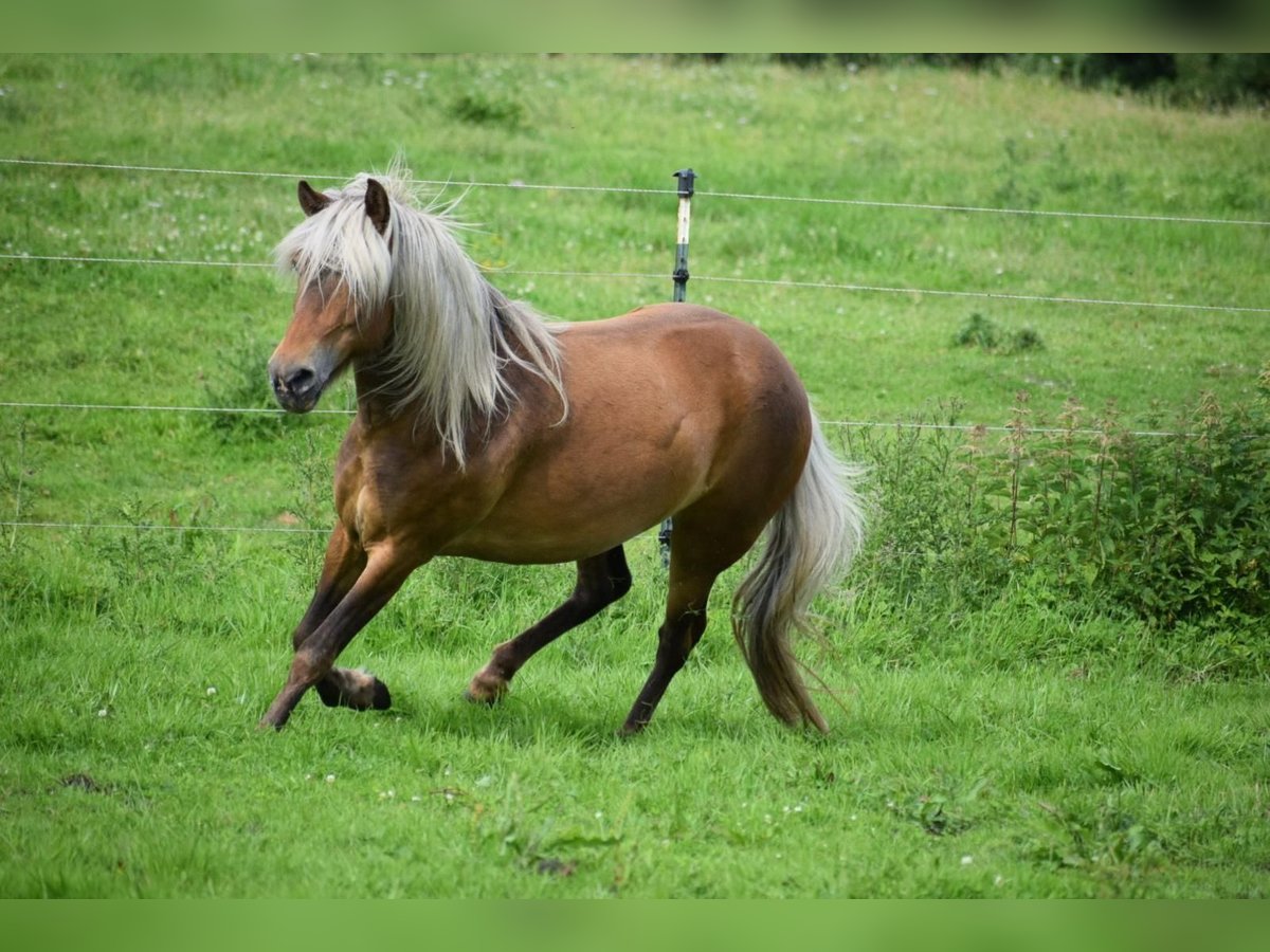 Icelandic Horse Mare 2 years 13,2 hh Chestnut-Red in Blunk