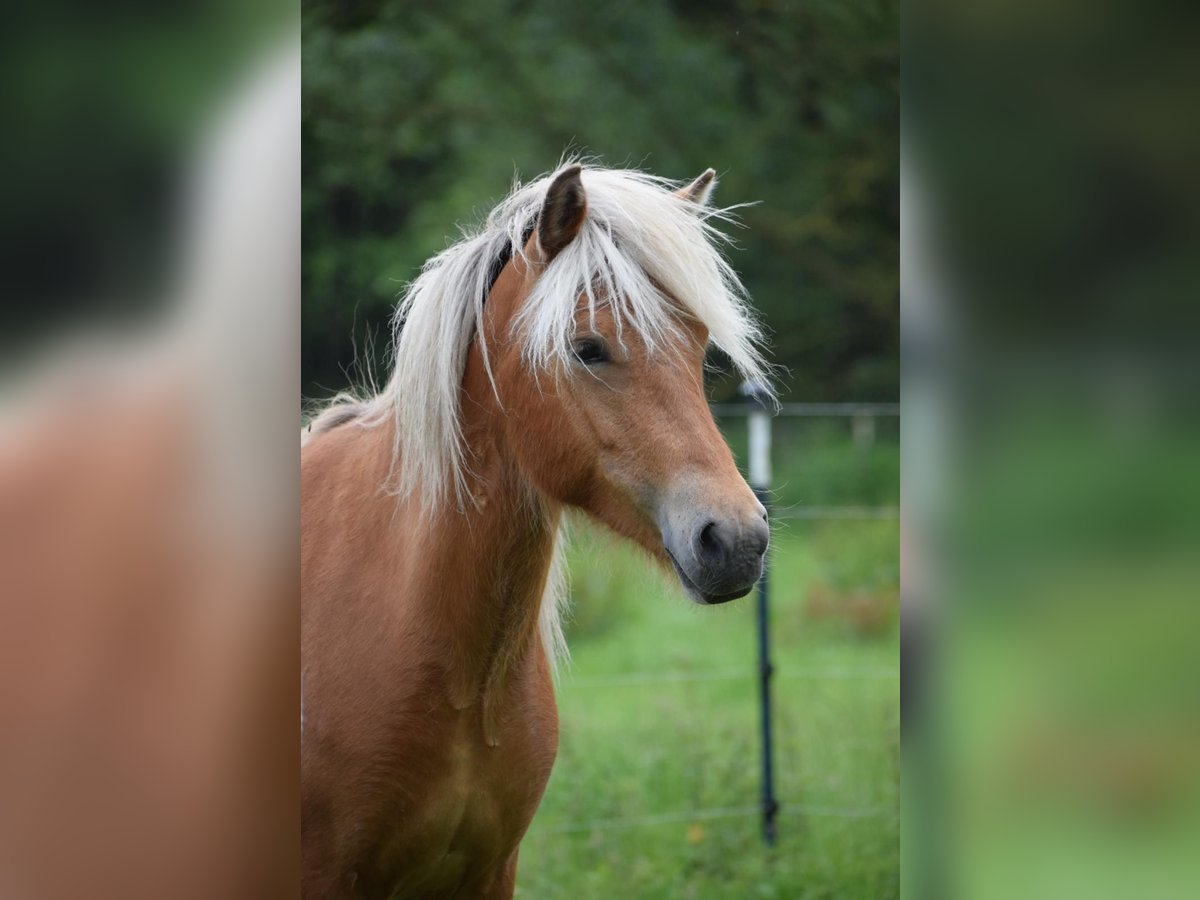 Icelandic Horse Mare 2 years 13,2 hh Chestnut-Red in Blunk