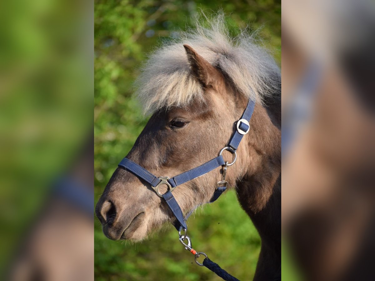 Icelandic Horse Mare 2 years 13,2 hh in Blunk