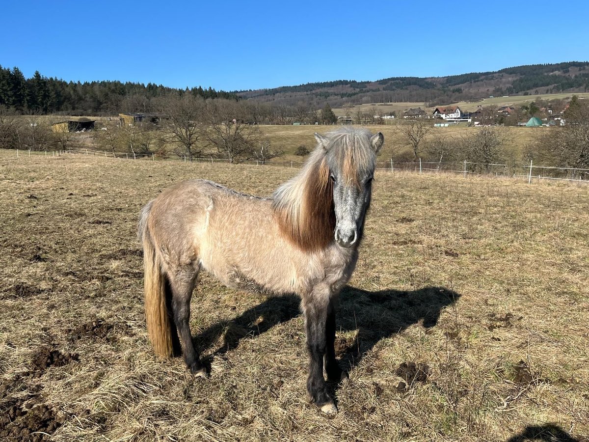 Icelandic Horse Mare 2 years 13,3 hh Brown Falb mold in Ehringshausen