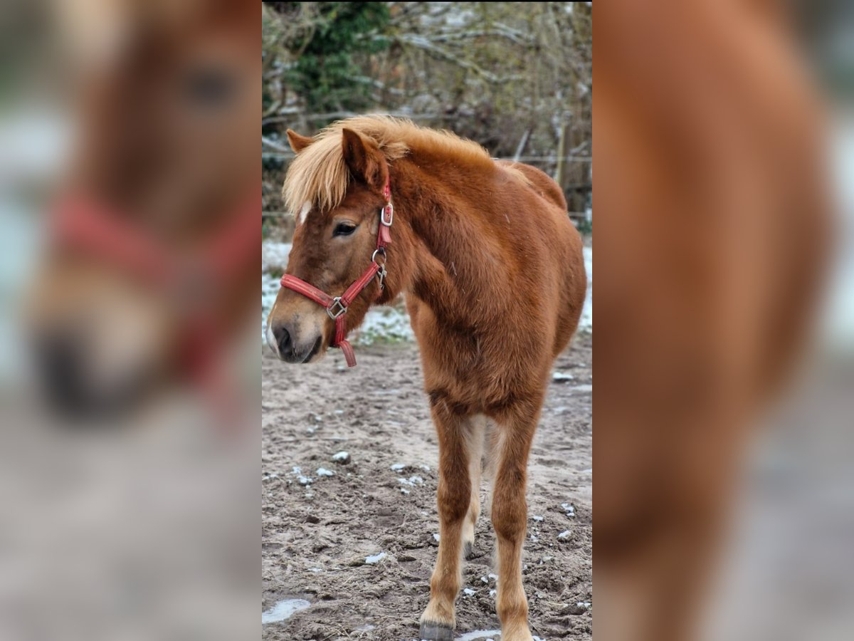 Icelandic Horse Mare 2 years 13,3 hh Chestnut-Red in Wathlingen