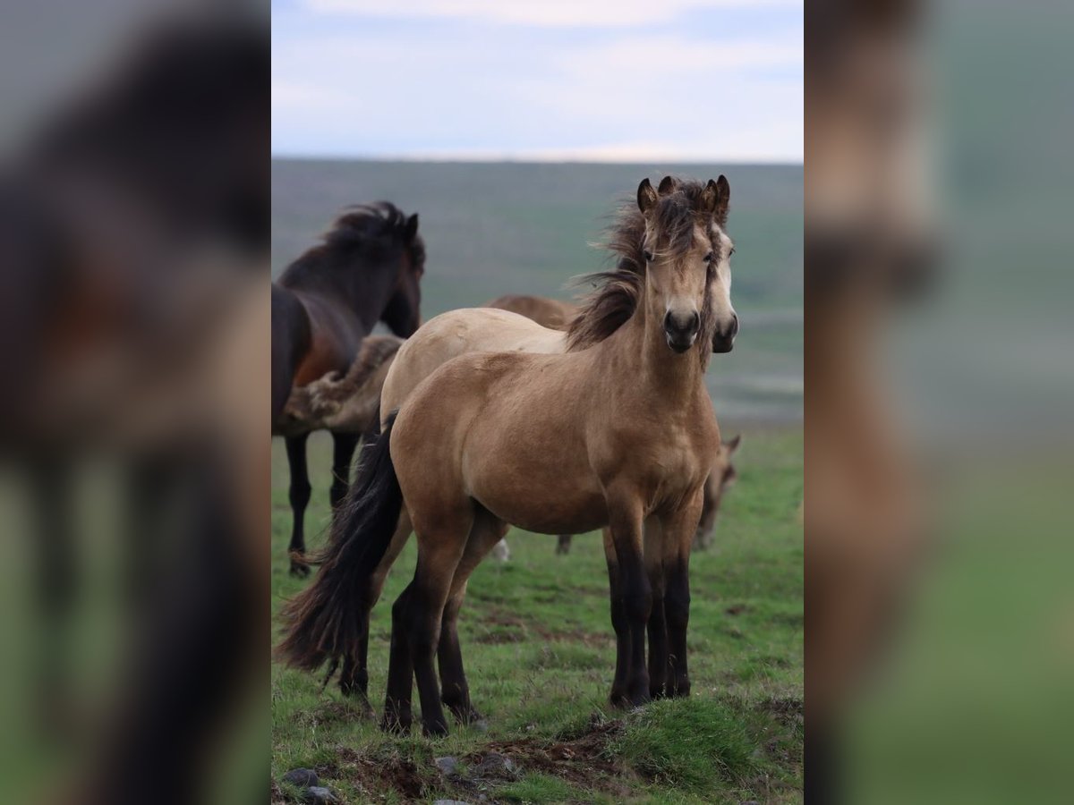 Icelandic Horse Mare 2 years 13,2 hh Buckskin in B&#xFC;ren