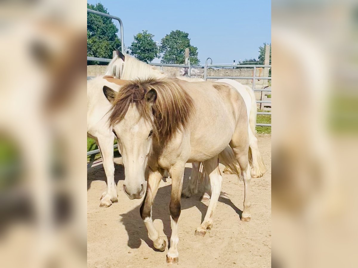 Icelandic Horse Mare 2 years 13,2 hh Buckskin in Uetze