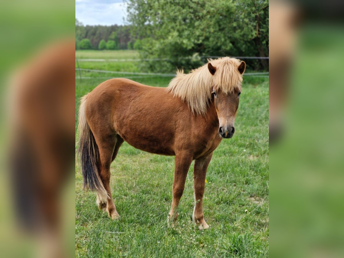 Icelandic Horse Mare 2 years 13,3 hh Chestnut-Red in Wathlingen
