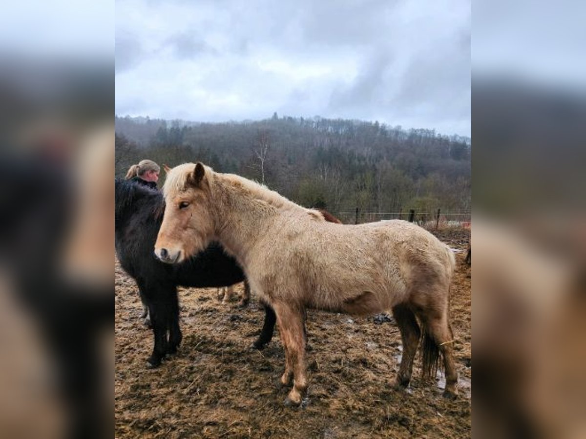 Icelandic Horse Mare 2 years 14,1 hh Palomino in Blankenheim