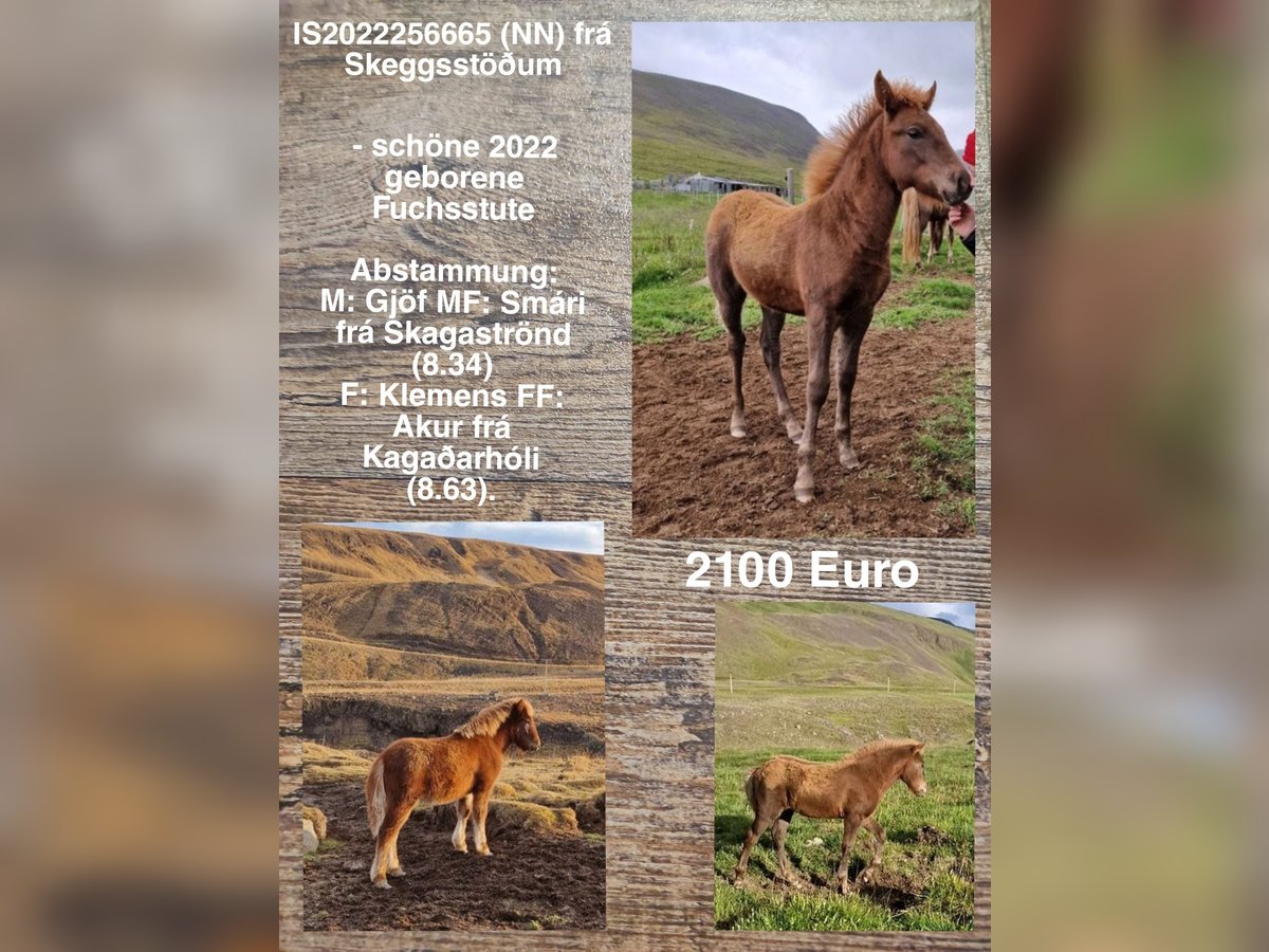 Icelandic Horse Mare 2 years in Reykjavik