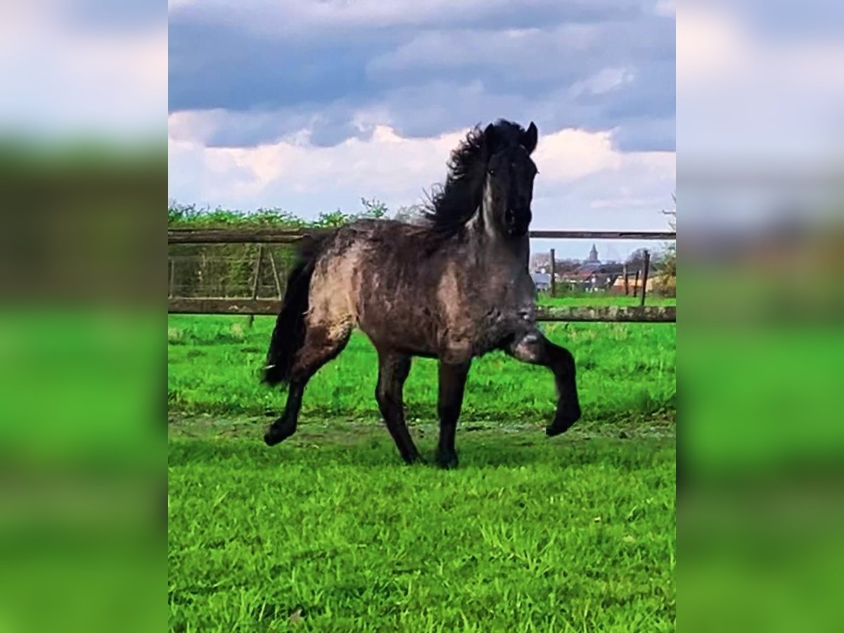 Icelandic Horse Mare 3 years 13,1 hh Roan-Bay in Bücken