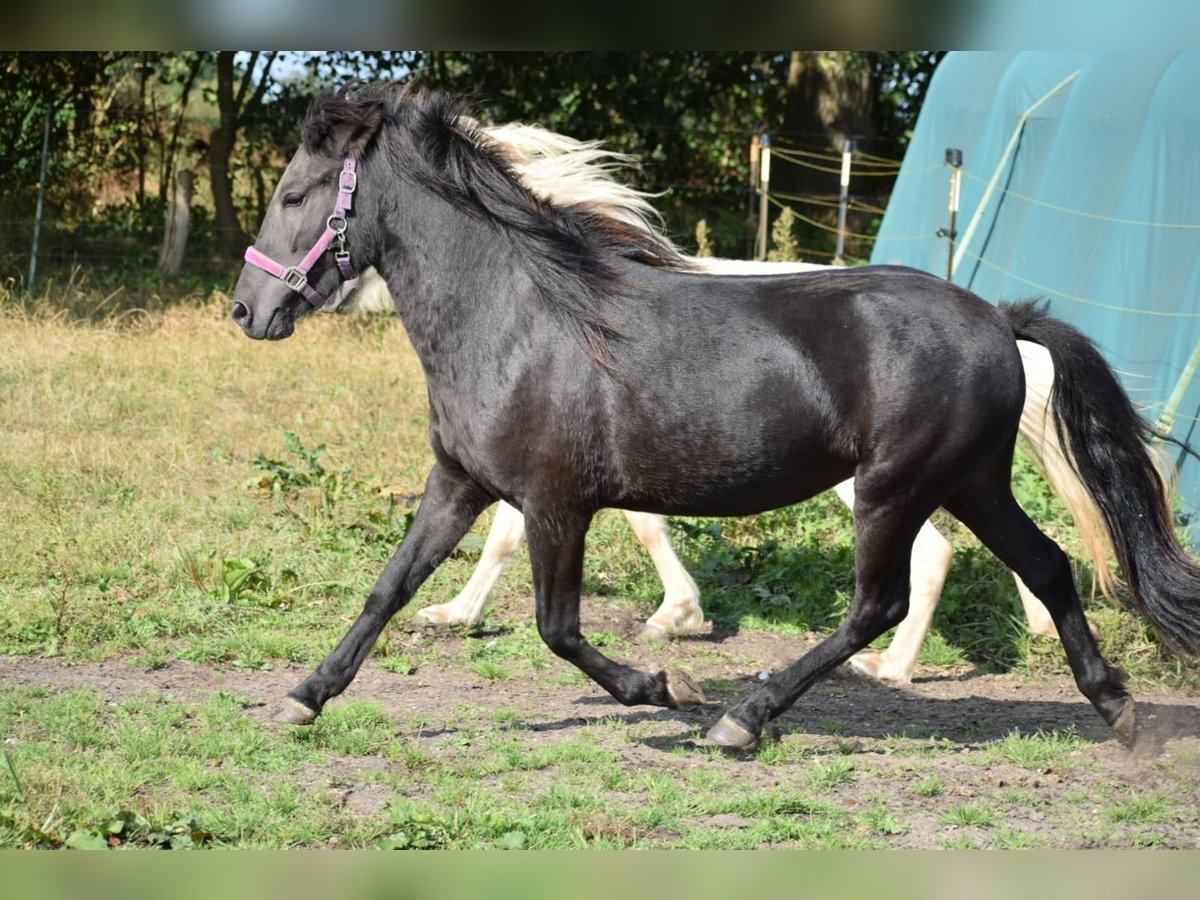 Icelandic Horse Mare 3 years 13,2 hh Black in Bunk