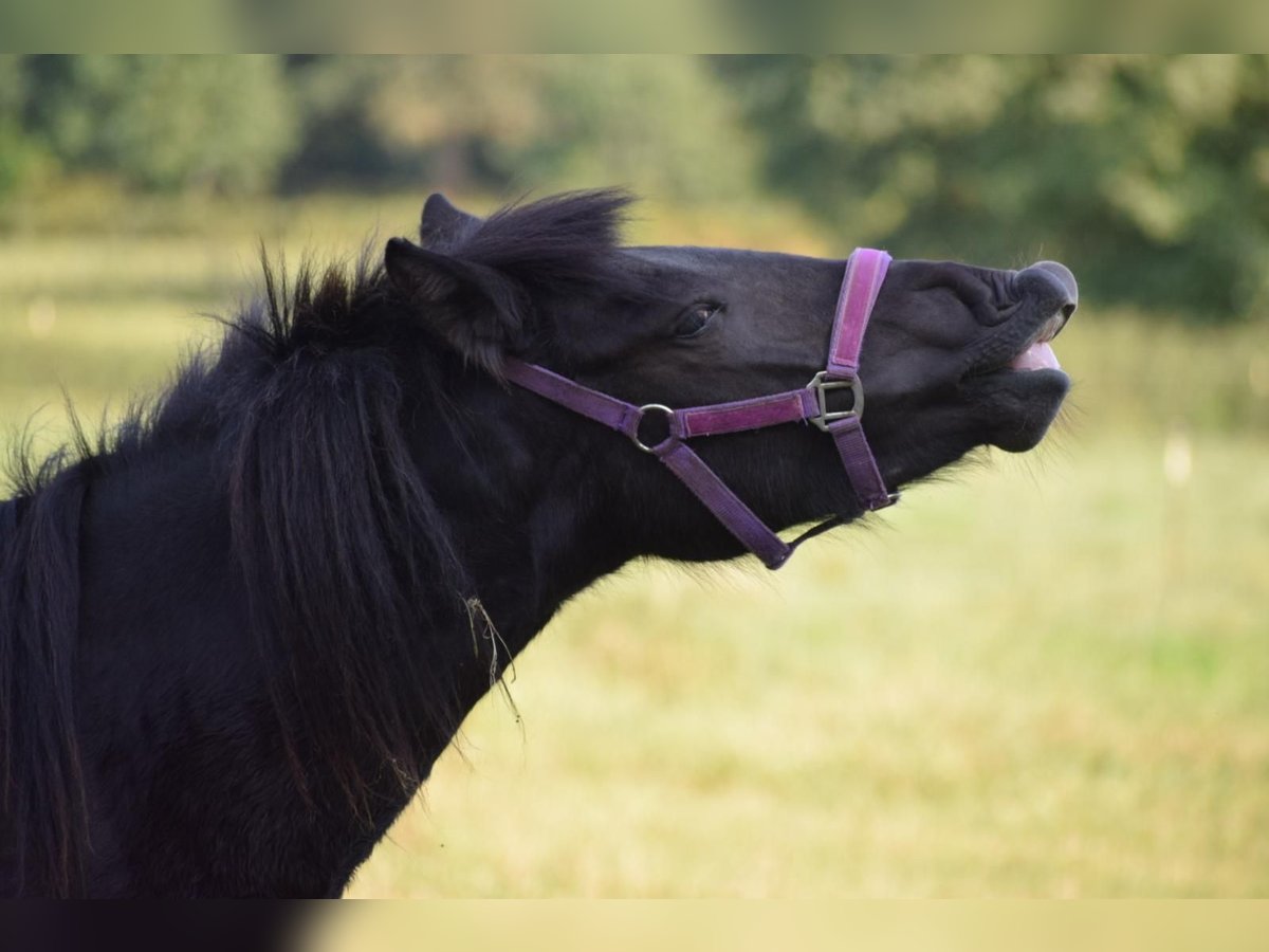 Icelandic Horse Mare 3 years 13,2 hh Black in Bunk