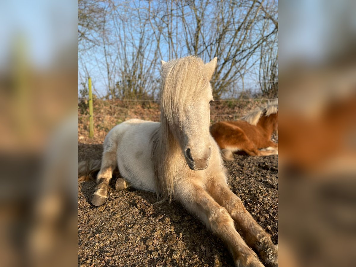 Icelandic Horse Mare 3 years 13,2 hh in Blunk