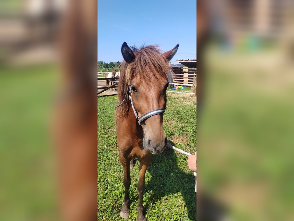 Icelandic Horse Mare 3 years 13,2 hh Brown in Šentrupert