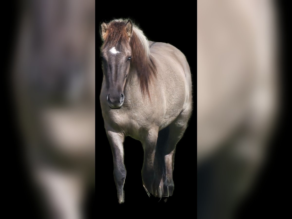 Icelandic Horse Mare 3 years 13,2 hh Dun in Wissen